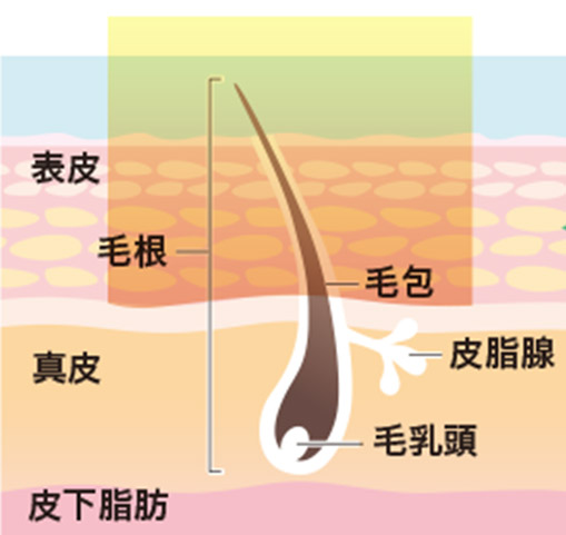 SPL脱毛